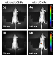 (a, b) 980 nm와 (c, d) 800 nm의 적외선 레이저를 광원으로 이용한 in vivo 형광 이미징 사진 [(a, c) upconversion 나노형광체가 주사되지 않은 nude mouse, (b, d) upconversion 나노형광체를 피하 주사한 nude mouse]