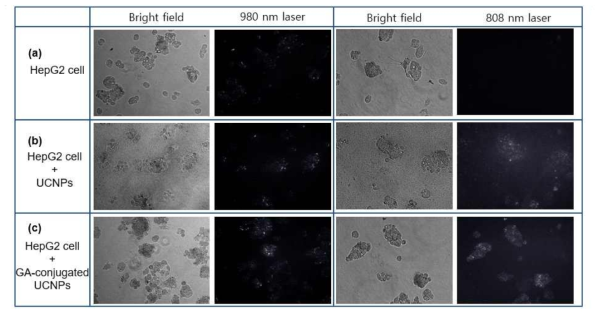 (a) HepG2 간암세포 및 (b) PAAs로 표면 처리된 수용성 코어/쉘/쉘 구조의 upconversion 나노형광체 uptake된 HepG2 간암세포, 그리고 (c) Glycyrrhetinic acid (GA)-conjugated 코어/쉘/쉘 구조의 upconversion 나노형광체로 targeting 된 HepG2 간암세포에 대한 bright field 및 980 nm와 800 nm 적외선을 광원으로 한 형광 이미징 사진