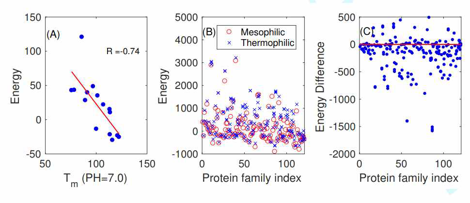 단백질 에너지 함수 검증 (A) Trx 단백질의 안정성에 대한 비교6 (B) mesophilc 단백질과 thermophilic 단백질의 서열 에너지 (C) mesophilic 단백질과 thermophilic 단백질의 에너지 차이, 0보다 작은 점이 thermophlic이 안정하게 나온 단백질 쌍