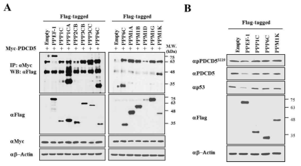 PDCD5와 탈인산화효소간 상호작용 검증. (A) immunoprecipitation을 통한 PDCD5 결합 탈인산화효소 선별. (B) 선별된 탈인산화효소에 의한 PDCD5 ser-119 인산화 감소 확인