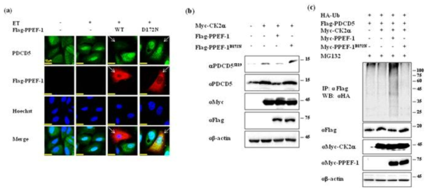 PPEF-1에 의한 PDCD5의 안정화 변화. (A) PPEF-1 과발현에 의한 PDCD5의 세포내 분포변화 (immunocytochemistry). (B) CK2α-PPEF1의 PDCD5 Ser-119 가역적인 인산화. (C) PPEF-1에 의해서 유도되는 PPEF-1 유비퀴틴화 검증