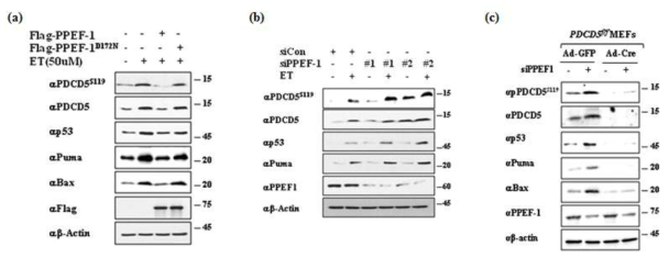 PPEF-1에 의한 PDCD5 인산화 및 p53 활성 검토. (A) PPEF-1 및 PPEF-1 비활성화 돌연변이 과발현에 의한 Etoposide 유도-PDCD5 인산화 및 p53 및 p53 타겟 유전자 검토. (B) PPEF1 knock down에 의한 PDCD5의 인산화 및 p53 활성 변화. (C) PDCD5 KO MEF 세포주에서 PPEF-1의 PDCD5의 인산화 및 p53 의 조절