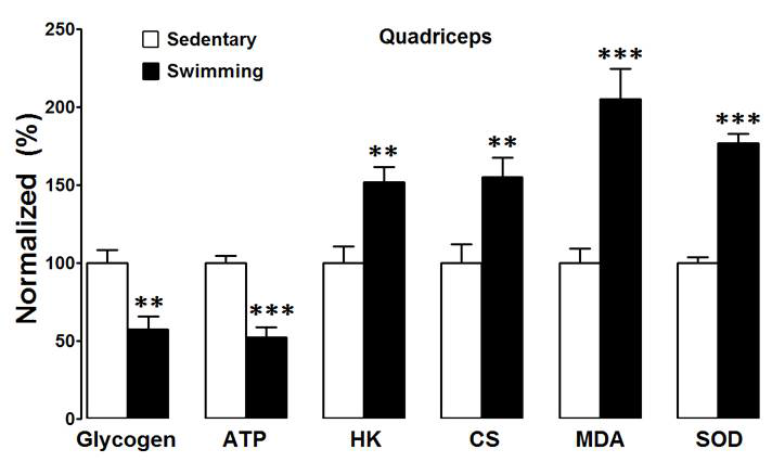 Effects of 30 min swimming on glycogen, ATP, HE(hexoknase), CS (citrate synthase), MDA (malondialdehyde) and SOD(superoxide dismutase) in quadriceps