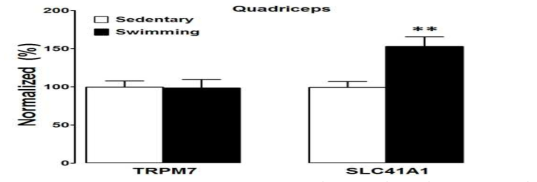 Effects of 30 min swimming on glycogen, ATP, HE(hexoknase), CS (citrate synthase), MDA (malondialdehyde) and SOD(superoxide dismutase) in quadriceps