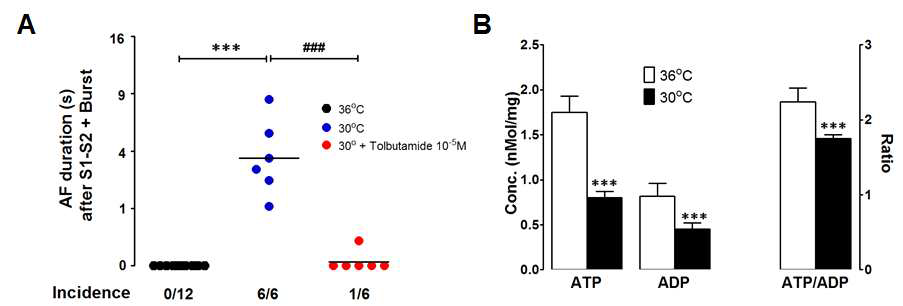 Effects of severe hypothermia on atrial fibrillation inducibility and atrial ATP concentration