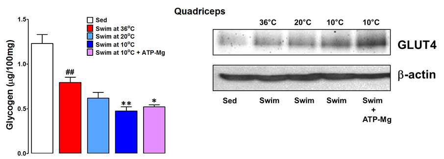 Effects of accidental hypothermia on glycogen and GLUT4 in quadricpes