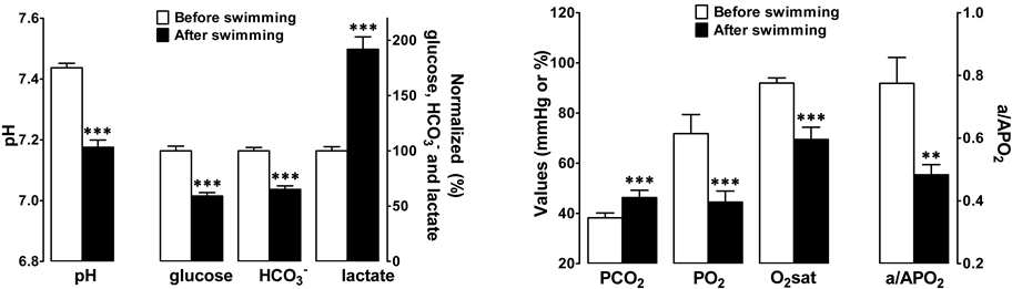 Effects of exhausting swimming on blood pH, glucose, lactate and gases