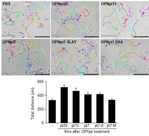 미세아교세포에 peptide 처리 6시간 후 총 운동 거리