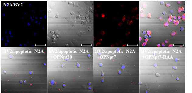 세포탐식작용을 유도하기 위하여 red-Celltracker로 염색한 신경세포의 apoptosis를 유도하여 미세아교세포와 co-culture를 진행함. OPNpt20이나 OPNpt7 (1 μg/ml)을 처리한 co-culture 내에서 세포탐식 작용이 증가함