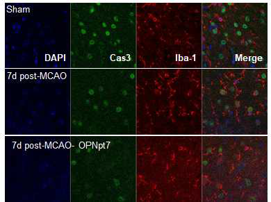 7일 뒤의 MCAO 동물 모델 뇌조직에서 Caspase3와 Iba-1 염색을 통해서 세포탐식작용을 확인함