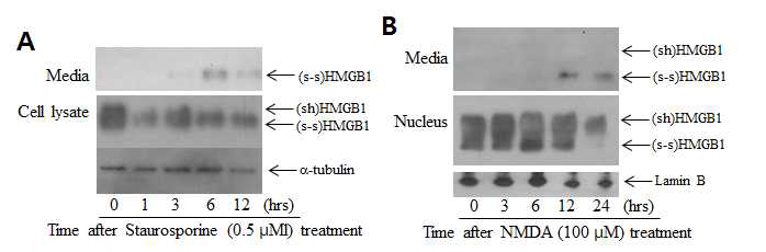 1차 배양신경세포에 1차 배양신경세포에 Staurosporine 0.5 μM 또는 NMDA 100 μM로 신경세포 손상을 유도한 후, 1, 3, 6, 12 시간에서 non-reduced SDS gel을 이용하여 HMGB1의 form의 변화를 확인함