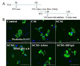 Staurosporine 0.5 μM을 처리하여 apoptosis를 유도한 N2A의 conditioned media를 취함. CM을 HMGB1 억제제와 같이 BV2에 1.5 시간처리 후 F-actin 염색을 통해 세포의 형태를 관찰함