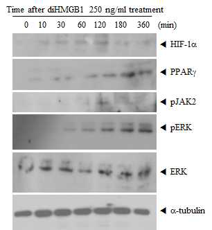 Disulfide HMGB1을 처리한 뒤 시간별 신호전달물질의 활성화를 확인