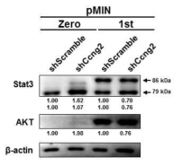 골수 전구세포에서 Ccng2의 발현 감소에 따른 phospho-Stat3, Stat3, AKT의 발현 변화