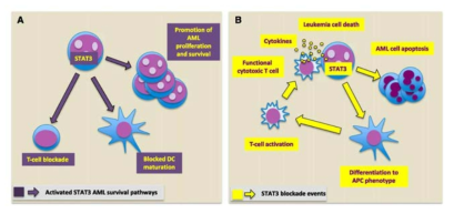 STAT3에 의한 급성 골수성 백혈병의 발병 기작 (Katayoun Rezvani and John Barrett, 2014, Blood)