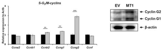 MLL-TET1에 의한 Cyclin G2 (Ccng2)의 mRNA 및 protein의 발현 변화