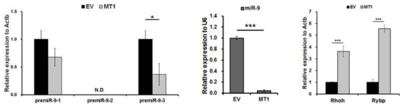 pre-miRNA-9과 mature miRNA-9의 발현과 miR-9 타겟 유전자의 발현 변화