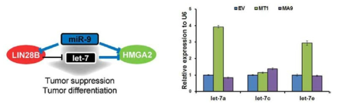 miR-9과 let-7과의 관계 및 MLL-TET1 및 MLL-AF9에 따른 발현 변화