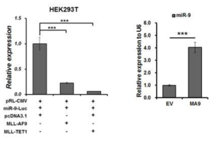 MLL-AF9 융합 단백질에 의한 miR-9의 promoter activity와 발현 변화