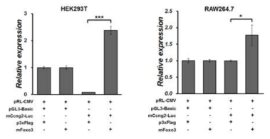 Foxo3에 의한 Ccng2 promoter activity의 변화
