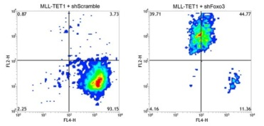 골수 전구세포에서 MLL-TET1과 Foxo3 shRNA에 의해 변화된 표현형 확인