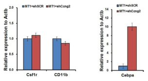 MLL-TET1과 Ccng2 shRNA 동시 발현에 따른 Csf1r, CD11b, Cebpa의 발현 변화