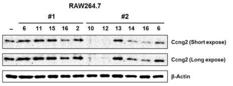 CRISPR-Cas9를 통한 Ccng2의 Knockout