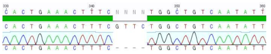 Ccng2 knockout #2-12 cell line의 sequencing 결과