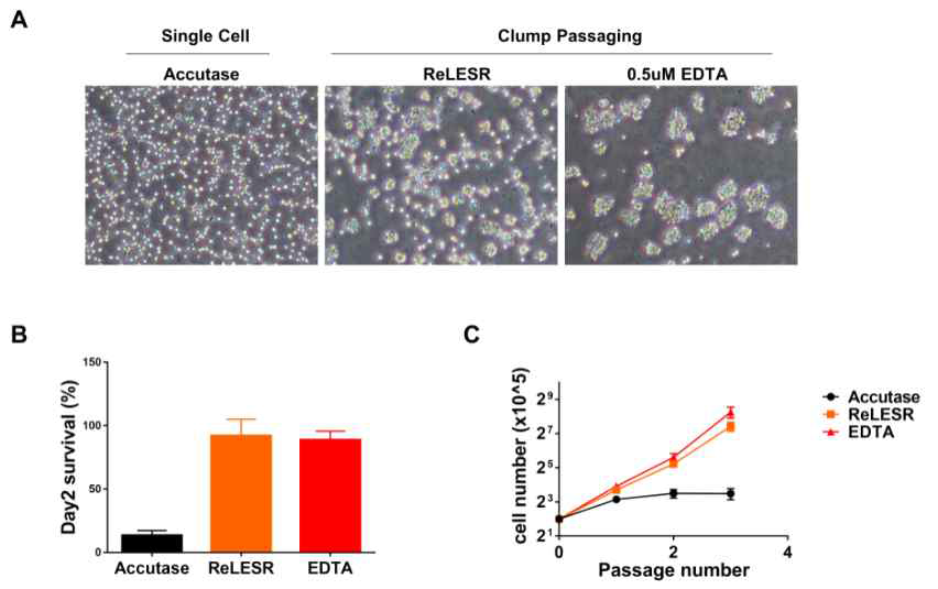 Passaging 방법에 따른 전분화능 줄기세포 증식능 비교