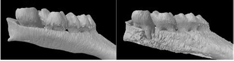 정상군(좌)과 치주염 유발군(우)의 micro CT 사진
