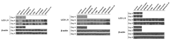 Autophagy를 억제하는 배지 첨가 물질이 CHO 세포의 autophagy flux에 미치는 영향