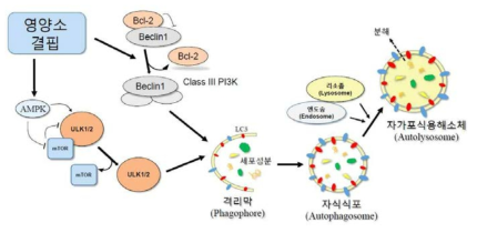 Autophagy 경로