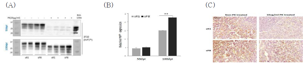 Generation of PK-resistant prion isoform in the spleen by time interval after infection of 139A scrapie strain into SAM