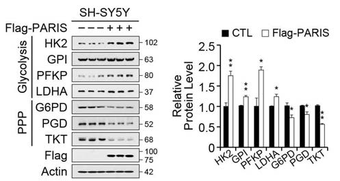 PARIS 과발현에 의한 PPP와 Glycolysis 관련 단백질 변화 확인과 정량 (SH-SY5Y)