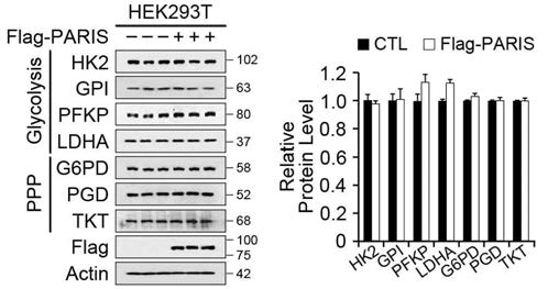 PARIS 과발현에 의한 PPP와 Glycolysis 관련 단백질 변화 확인과 정량 (HEK293)