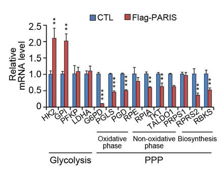 PARIS 과발현에 의한 PPP와 Glycolysis mRNA 변화 확인 (SH-SY5Y)