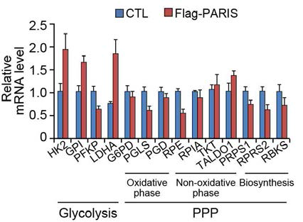 PARIS 과발현에 의한 PPP와 Glycolysis mRNA 변화 확인 (HEK293)