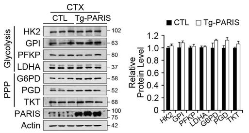 PARIS 과발현에 의한 PPP와 Glycolysis 관련 단백질 변화 확인과 정량 (형질전환마우스 대뇌피질)