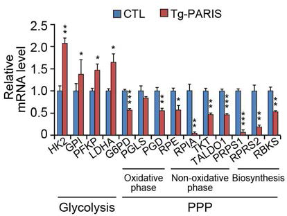 PARIS 과발현에 의한 PPP와 Glycolysis mRNA 변화 확인 (형질전환마우스 흑질)