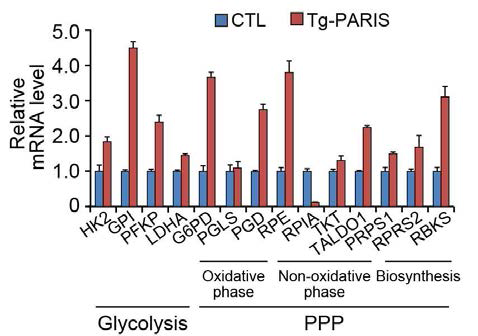 PARIS 과발현에 의한 PPP와 Glycolysis mRNA 변화 확인 (형질전환마우스 대뇌피질)