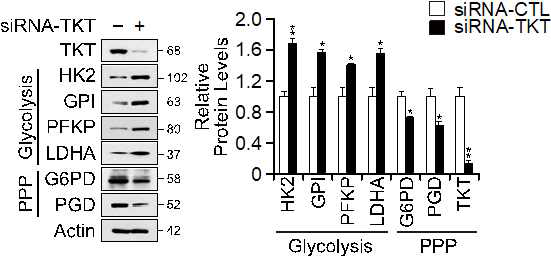 TKT 낙다운에 의한 PPP와 Glycolysis 관련 단백질 변화 확인과 정량 (SH-SY5Y)