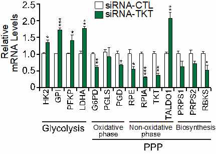 TKT 낙다운에 의한 PPP와 Glycolysis 관련 유전자의 mRNA 전사 수준 변화 확인 (SH-SY5Y)