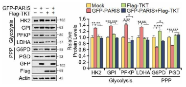 PARIS 및 TKT 과발현에 의한 PPP와 Glycolysis 관련 단백질 변화 확인과 정량 (SH-SY5Y)