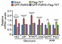 PARIS 및 TKT 과발현에 의한 PPP와 Glycolysis 관련 유전자의 mRNA 전사 수준 변화 확인 (SH-SY5Y)