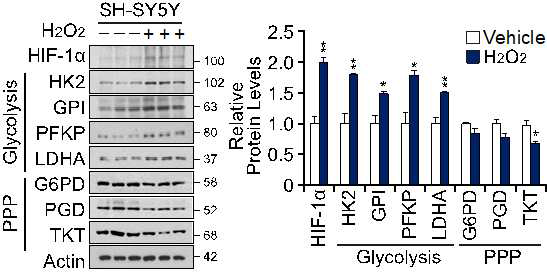 H2O2 처리에 의해 변화한 HIF-1a, glycolisis 및 PPP 관련 단백질과 그 정량