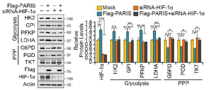 PARIS 과발현과 HIF-1a 낙다운으로 인해 변화한 glycolisis 및 PPP 관련 단백질과 그 정량 (SH-SY5Y)