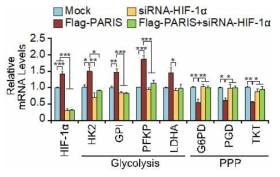 PARIS 과발현과 HIF-1a 낙다운으로 인해 변화한 glycolisis 및 PPP 관련 유전자의 mRNA 전사 수준 (SH-SY5Y)