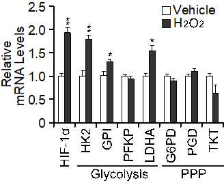 H2O2 처리에 의해 변화한 HIF-1a, glycolisis 및 PPP 유전자 의 mRNA