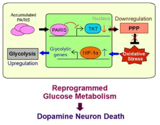 PARIS에 의한 TKT 전사 억제 및 당대사 재조정에 유도되는 도파민 신경세포 사멸 기작