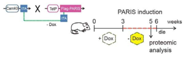 PARIS 형질전환마우스 확립 전략 및 실험 일정